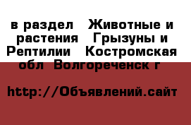  в раздел : Животные и растения » Грызуны и Рептилии . Костромская обл.,Волгореченск г.